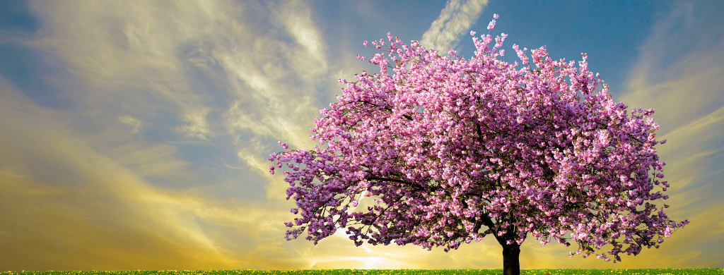 Fondo página inicio con cerezo en flor